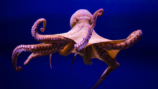 The octopus may be a veritable genius in the animal kingdom, but it can’t lodge a tax return, can it? Picture: supplied