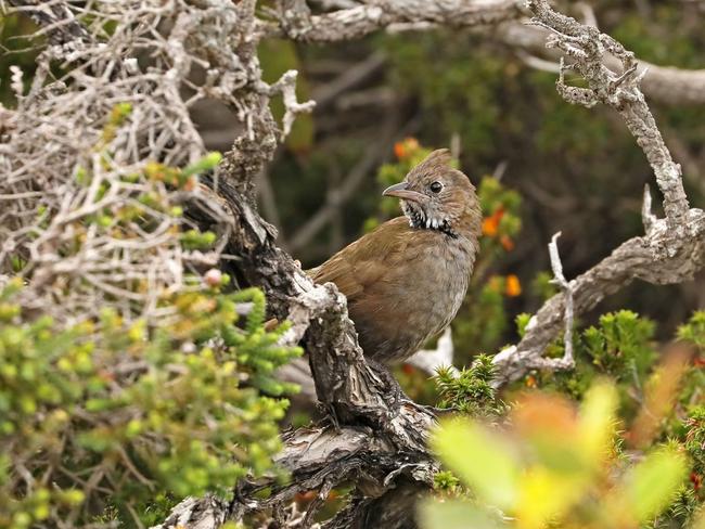 Researchers from La Trobe University have rediscovered the White-bellied whip bird, thought to be extinct in Victoria. Picture: Facebook