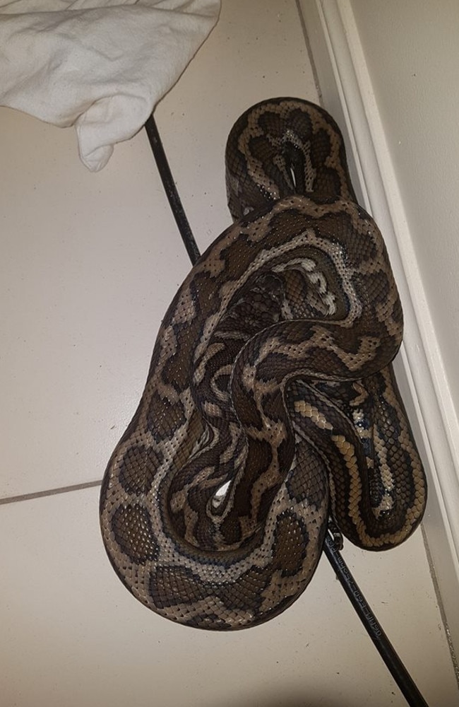 Tony and Brooke Harrison catching snakes. A carpet python. Photo: Facebook