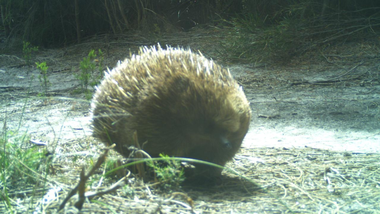 Is this the world’s loneliest echidna?