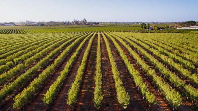 Almond orchard at Mildura.