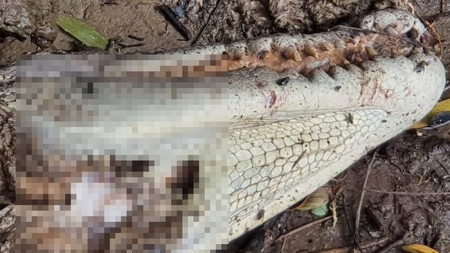 The crocodile was found beheaded on the banks of the river. Picture: Supplied