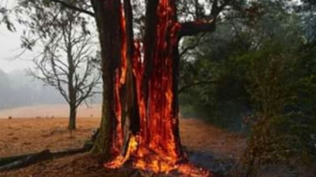 It’s claimed that this picture (of unknown origin) proves trees were ignited from the inside.