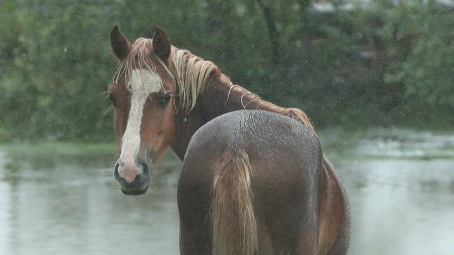 Horses drink from a swollen dam at Wamuran as heavy falls were recorded across south east Queensland . Photo Lachie Millard