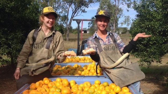 Orchard fruitpickers. Photo: Supplied