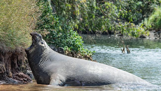 An elephant seal has been spotted in the Portland Canal. Picture: Philip Mahon.