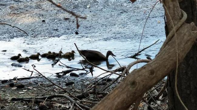 Black Swan Lake is being filled in, but a mother duck and her babies stay behind. Photo: Lisa Forrest