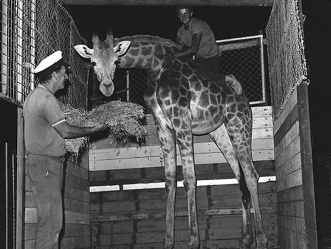 A giraffe is delivered to the Seal Park at the intersection of the Tanawha Tourist Drive and Cosby Hill Road, Buderim, in November 1970. Picture: Visit Sunshine Coast