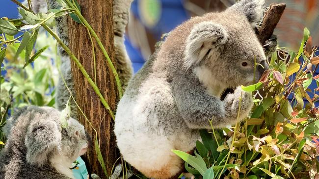 Dream World theme park Koalas get into the spirit of Christmas with their very own Christmas stockings full of fresh ripe Eucalyptus leaves Photo: Scott Powick Newscorp