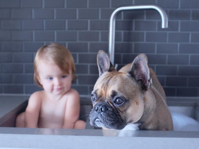 Browser: This two-year-old French bulldog does everythingwith his best mate, one-year-old Ayla. Check outmore cuteness on Instagram @browserthefrenchie