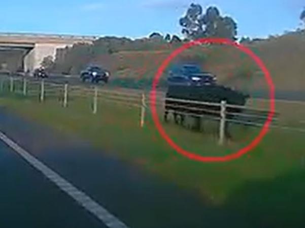 Two cows on Geelong Ring Road Melbourne Bound