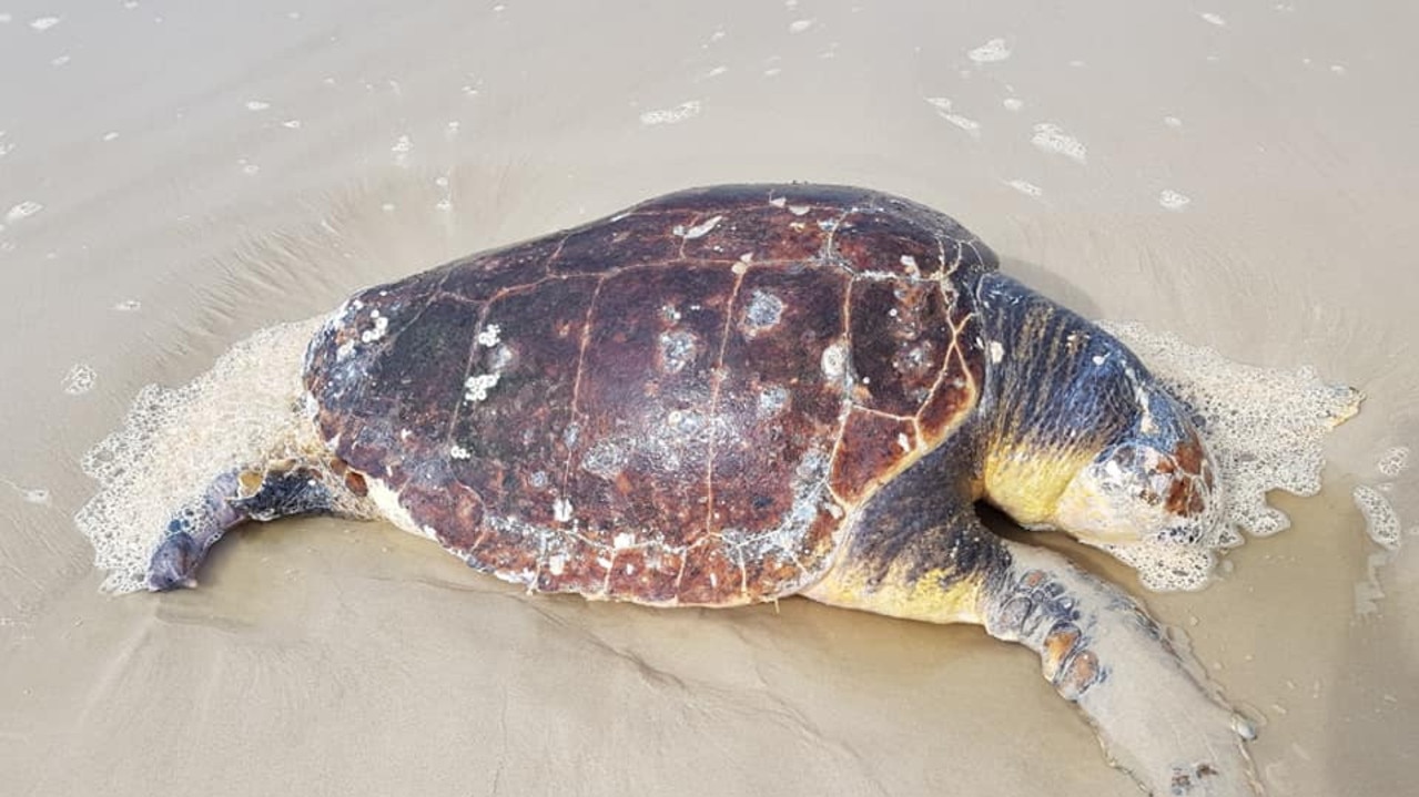 Loggerhead turtle dead on Kingscliff Beach | Daily Telegraph