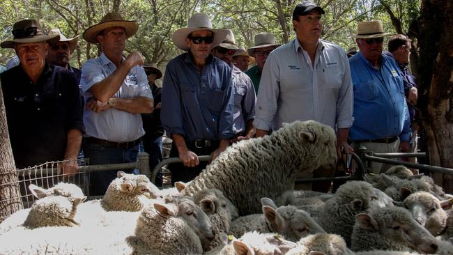 Big volumes: Buyers line the rails at the sale of crossbred store lambs at Deniliquin last week.