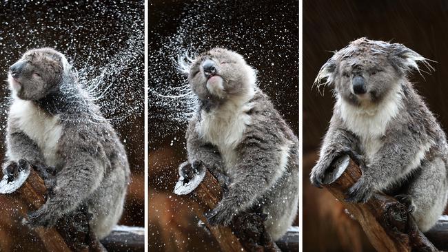 Koala Obi Wun re-enacts a TRESemmé ad after getting drenched in the rain at Ballarat Wildlife Park. Picture: David Caird