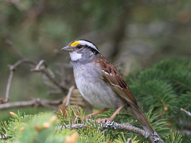 This undated handout image obtained July 2, 2020 shows the white-throated sparrow. - In the 1950s, bird lovers in Canada easily recognized the song of the white-throated sparrow, a kind of Canadian sparrow, thanks to the three final notes of its song, repeated several times.Words even accompanied them: "Oh my sweet, Ca-na-da, Ca-na-da, Ca-na-da". But at the end of the last century, biologists noticed that local birds were starting to innovate in western Canada: instead of the triplet ending, their song ended with a series of two notes, duolets, a little syncopated, as if the end had become: "Ca-na, Ca-na, Ca-na ...". (Photo by Scott M. RAMSEY / SCOTT M. RAMSEY / AFP) / RESTRICTED TO EDITORIAL USE - MANDATORY CREDIT "AFP PHOTO /SCOTT M. RAMSEY/HANDOUT" - NO MARKETING - NO ADVERTISING CAMPAIGNS - DISTRIBUTED AS A SERVICE TO CLIENTS / TO GO WITH AFP STORY BY IVAN COURONNE  - "In 20 years, a new tube has conquered small Canadian birds"