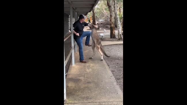 Kangaroo vs tourist at a Perth zoo 