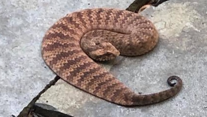 The death adder discovered in the garden of a home in Terrey Hills. Picture: Dan Cook/Facebook