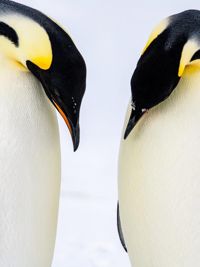 Emperor penguins. Picture: Morgane Lanco.