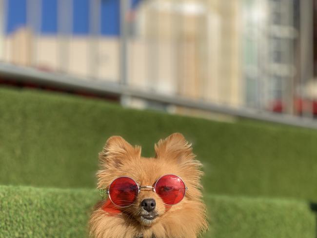 Will Pip take the crown? Picture: Ashley Zammit