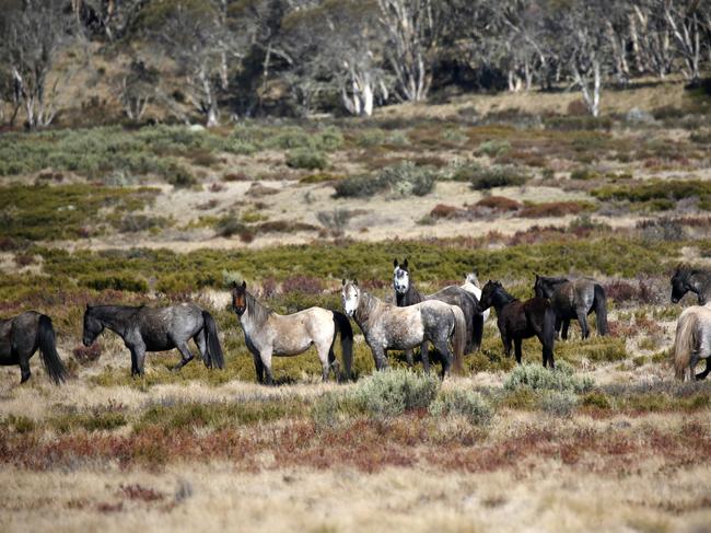 Wild brumbies roaming the Kosciuszko National Park. Picture: Stephen Cooper