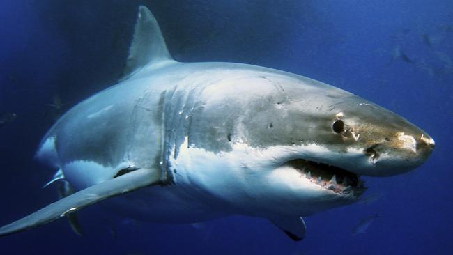 Photo of a great white shark