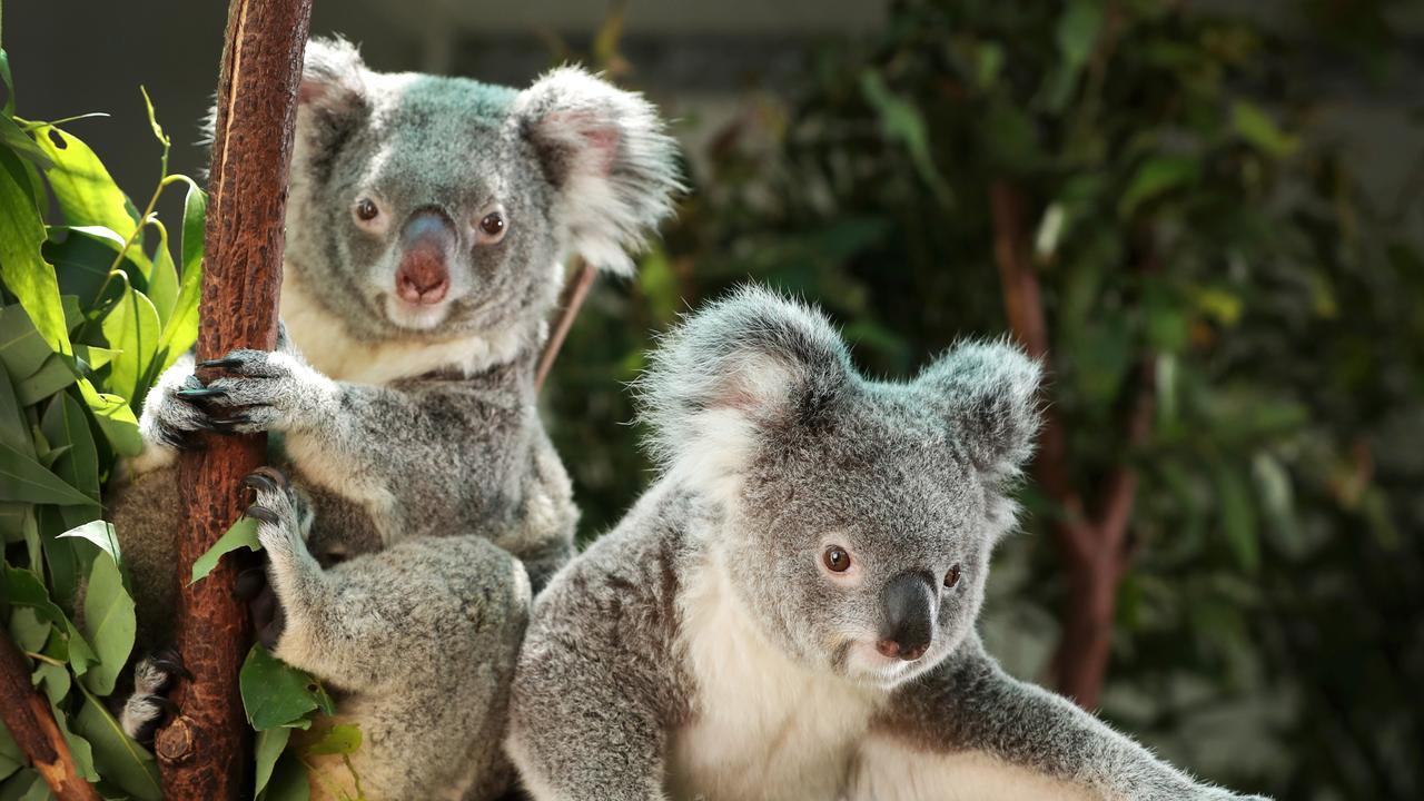 Brisbane Koala Festival in Mt Gravatt East | The Courier Mail