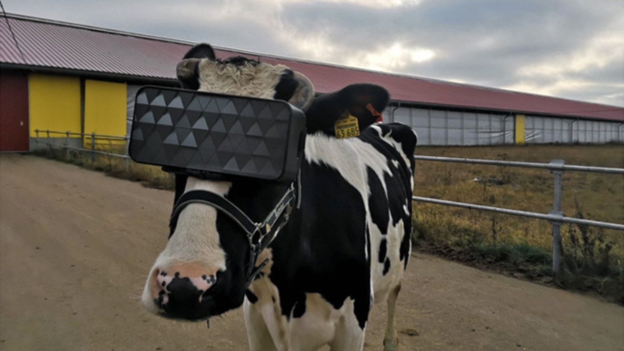 Russian farmers have experimented with using VR to calm down cows for milking, one of many potential new applications. Picture: Ministry of Agriculture and Food of the Moscow Region/Storyful