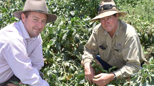 Bowen Gumlu Growers Association general manager Ry Collins and president Carl Walker at Walker Farms on Tuesday, October 12, 2021. Picture: Kirra Grimes