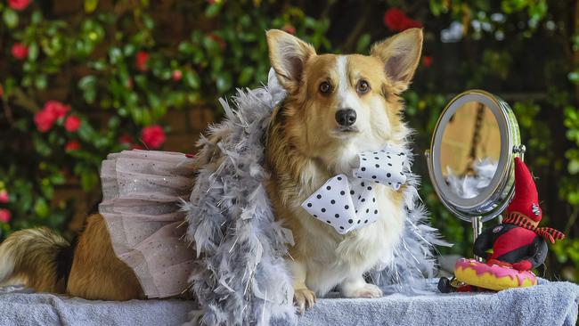 Messenger poll: Dog groomers.Corgi Paska in some outfits.Wednesday 17th July. 2019. Pic AAP / Roy VanDerVegt