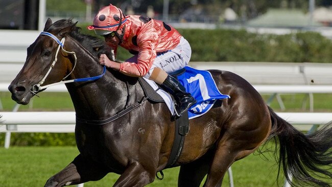 The mighty Black Caviar won 25 consecutive races, but was never tested over the range of distances that many other Australian greats of the track conquered. Picture: Bronwen Healy