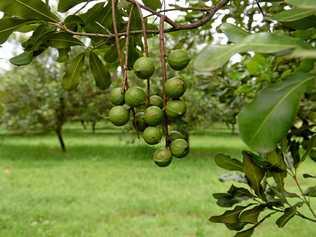 INNAUGURAL EVENT: The first ever national macadamia nursery event is being held in Bundaberg today. Picture: Mike Knott BUN171115NUT10