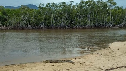 On January 14, a crocodile was seen at Holloways Beach which is a popular place for people to exercise their dogs. Picture: Supplied