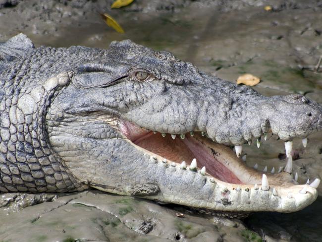 A crocodile basking on the bank of the Pioneer River. generic.