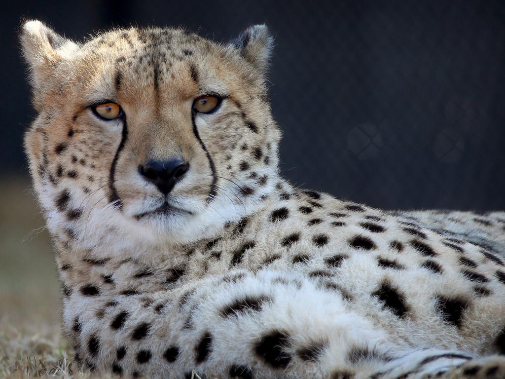 First look at the lion and cheetah enclosures inside Sydney Zoo in Bungarribee in Sydney's west, the first zoo to open in Sydney in over 100 years. Male Cheetahs Akiki and Obi get familiar with their new surrounds. Picture: Toby Zerna