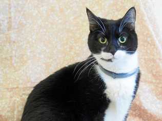 Angelika is Pet of the Week. Picture: Contributed