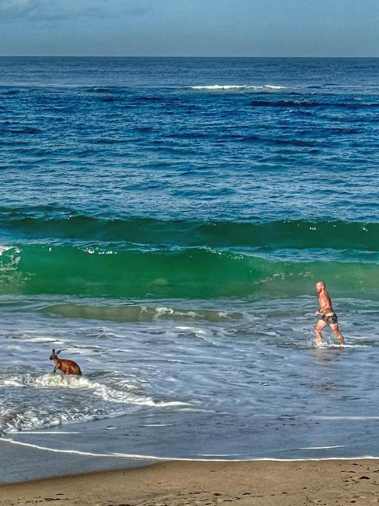 Man strips to rescue bewildered Kangaroo who got lost in turbulent waters at Port Noarlunga. Picture: Facebook