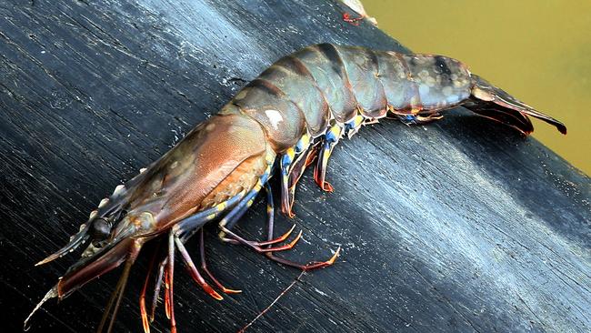 White Spot detected at Rocky Point Prawn Farm, Woongoolba near Brisbane. Picture: Liam Kidston.