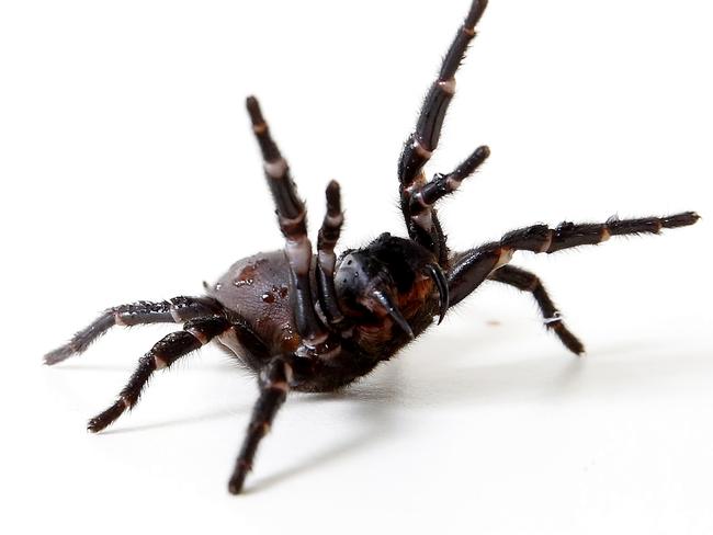 Family forced to leave home after 6,000 spiders came pouring out of ...