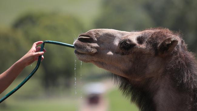 All cool for the animals at Calmsley Hill City Farm ...