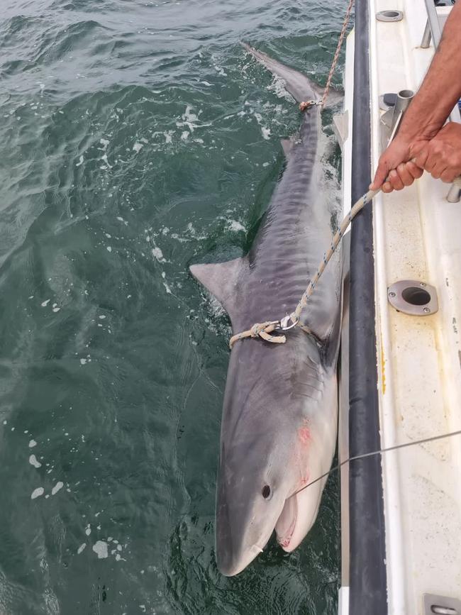 Smart Drumlines deployed off the coast of NSW caught this 3.08m female tiger shark at Joggly Point, Evans Head.