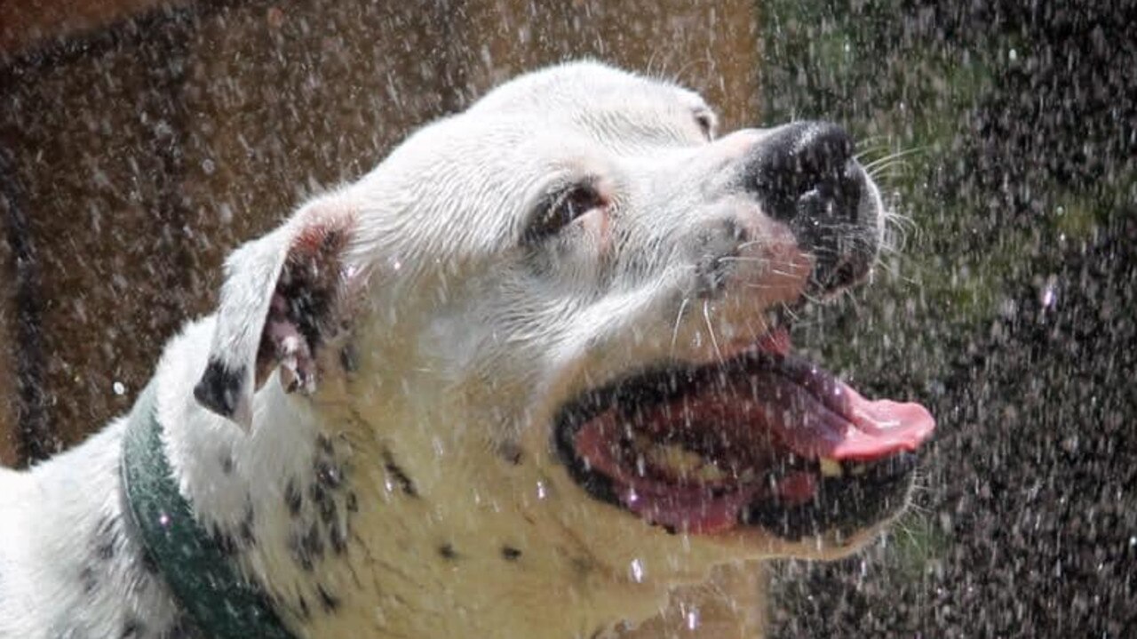 Bundy enjoying the sprinkler. Peta Osborne.