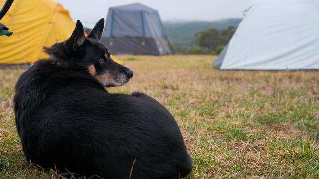 Loch Hart Music Festival kelpie, Luna. Picture: Rachel Simmonds