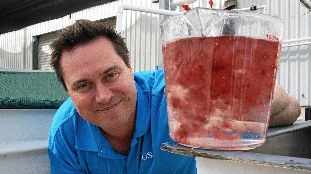 University of the Sunshine Coast seaweed research group leader associate professor Nick Paul said the puffy pink seaweed Asparagopsis could reduce Australia's greenhouse gasses by 10 per cent. Picture: Contributed