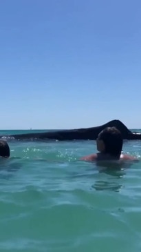 Massive whale comes incredibly close to Perth swimmers