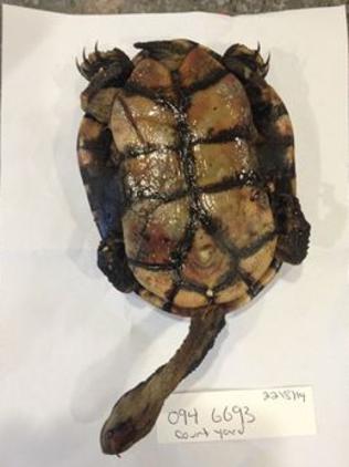 Man jailed over tortured tortoises after one of the animals crawled off ...