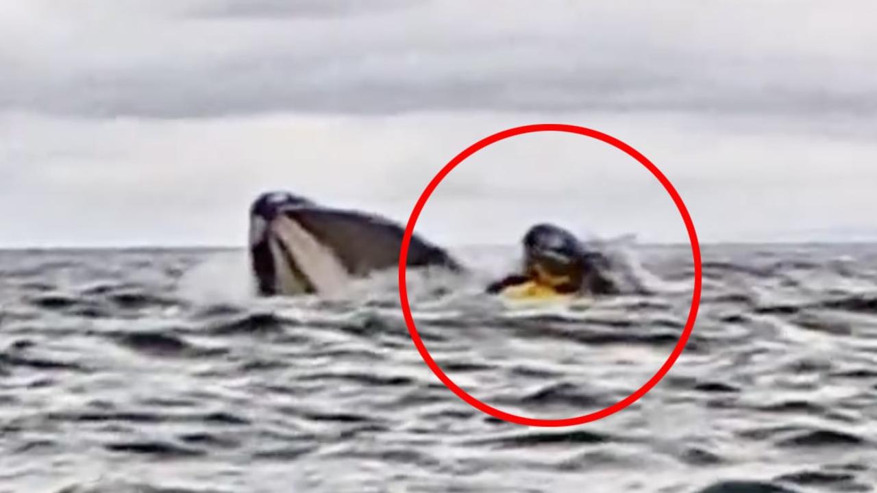 Dad films as son swallowed by whale