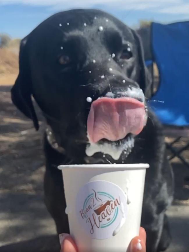 A black Labrador enjoys some Bean2Heaven product. Picture: Facebook