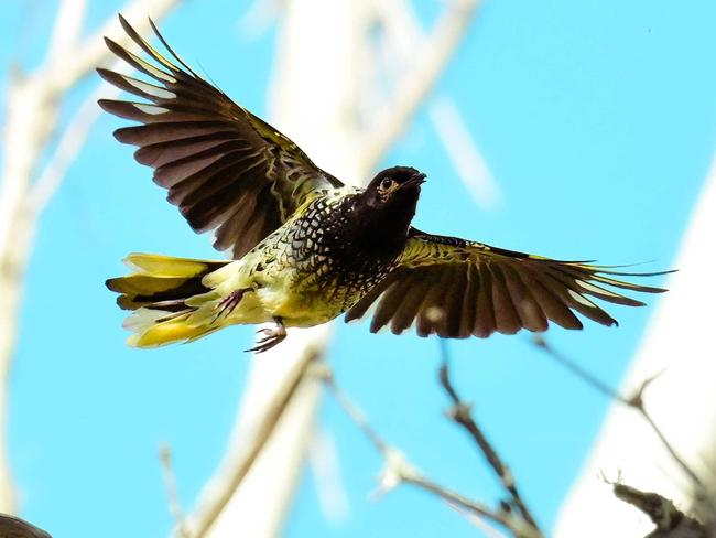 First in a century: Ultra-rare bird spotted in Toowoomba parkland