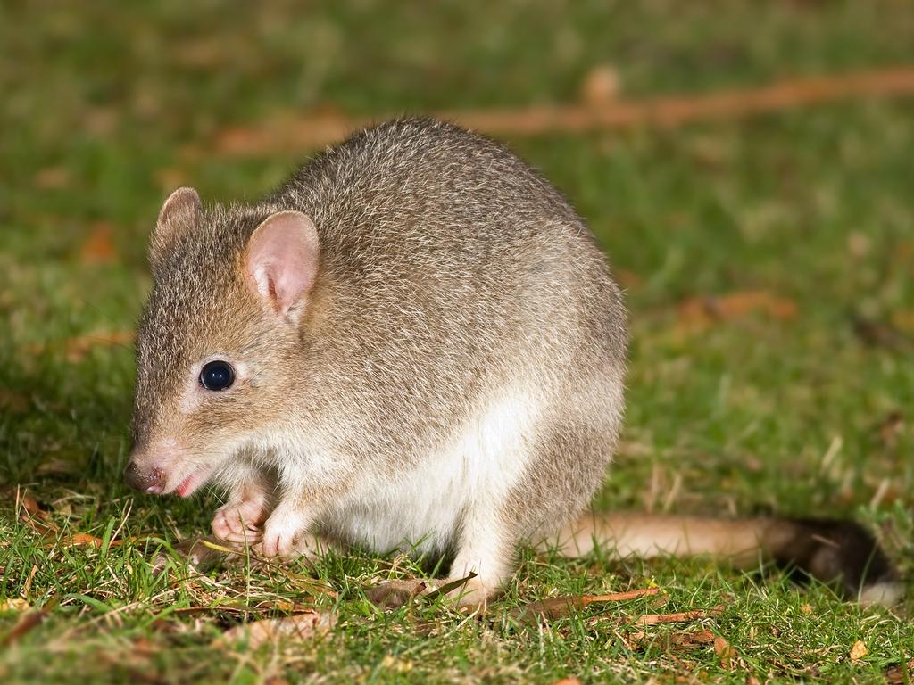 <p>Eastern Bettong. Picture: JJ Harrison</p>