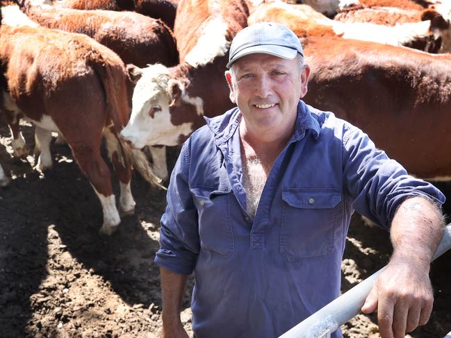 LIVESTOCK: Annual Mountain Cattle Sales 2025Annual Mountain Cattle Sales 2025. High country calf sales.Omeo WednesdayPictured: Russell Foster from Omeo selling 14.